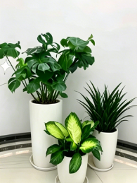 海曙花卉租摆合同-海曙室内花木租赁公司-海曙绿植摆放店-慈溪花木租摆流行度